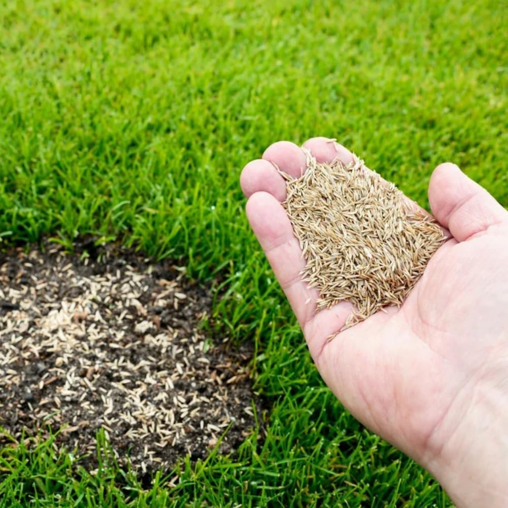 10000 Zoysia Grass Seeds Zoysia Japonic Seeds Lawngrass Seeds, Grow Outdoor in Backyard or Home Garden
