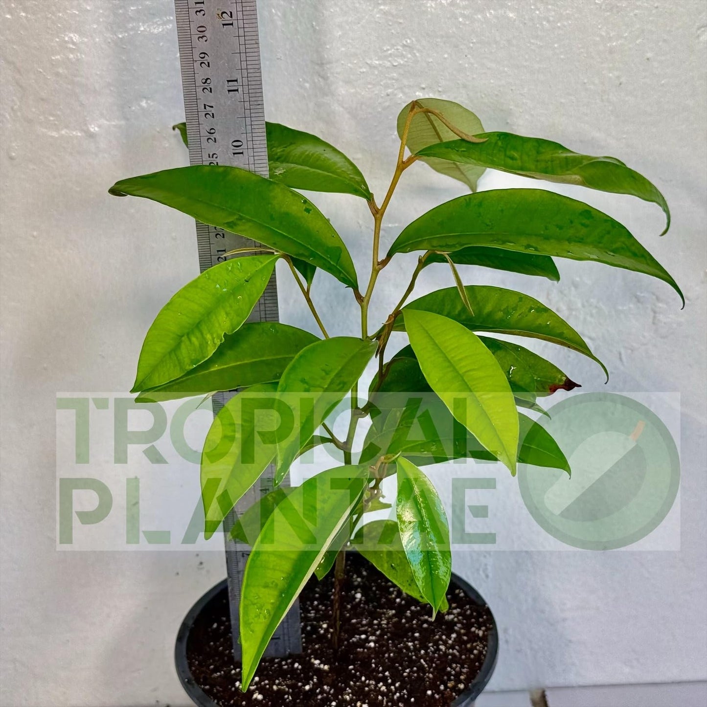 Caimito Tree (Chrysophyllum cainito) – Star Apple Live Tropical Fruit Plant 1–2 ft Tall TROPICALPLANTAE