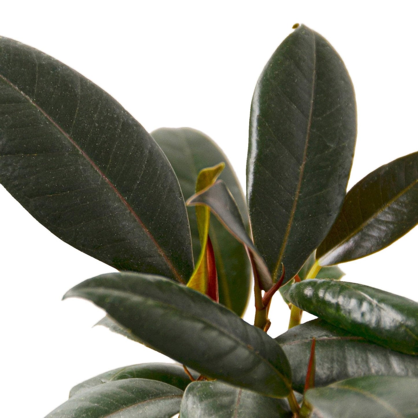6 Pack Ficus Elastica 'Burgundy' in 4in Pot - Live Plants Tropical Houseplants | Variegated | USA Growers | The Snobby Leaf