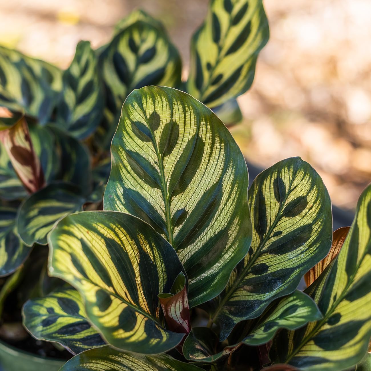 PERFECT PLANTS Peacock Calathea in a 6in. Midnight Blue Decor Pot | Beautiful Indoor Prayer Plant Variety | Unique Easy Care Houseplant