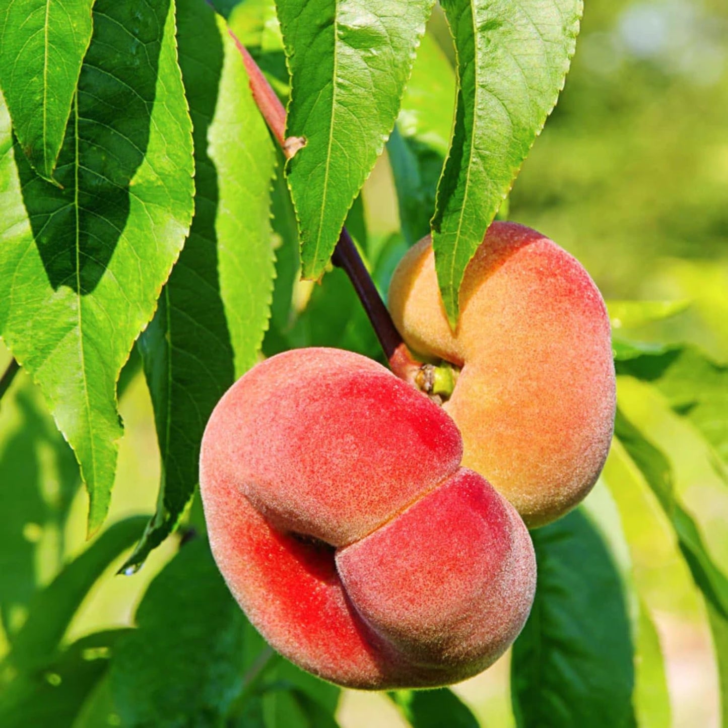 Donut Peach Tree Live Plant, in 3 Gallon Pot, 2 to 3 Feet Tall, Sweet Peach Fruit Tree for Outdoor Planting, No Ship to CA