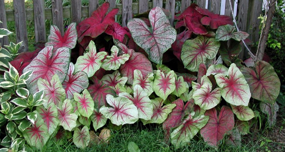 Caladium Bulbs, Fancy Mix, Pack of 10 (Ten), Easy to Grow, Colorful Mix, HOSTA, Country Creek Acres Brand