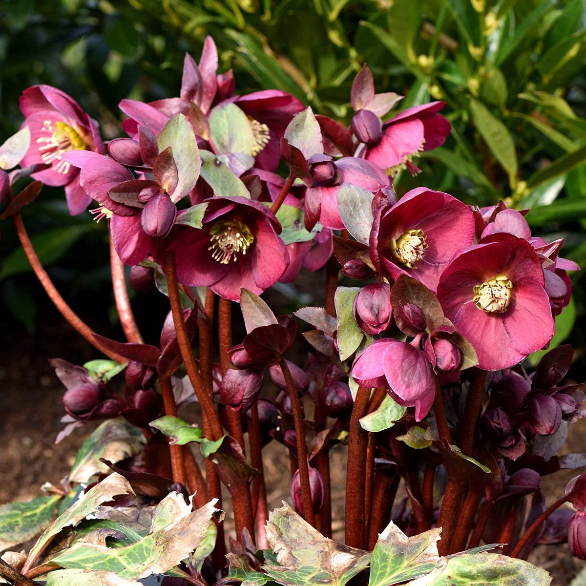 GARDENS ALIVE - Red Flowering Anna's Lenten Rose Hellebore Perennial Starter Plant, One Plant per Offer