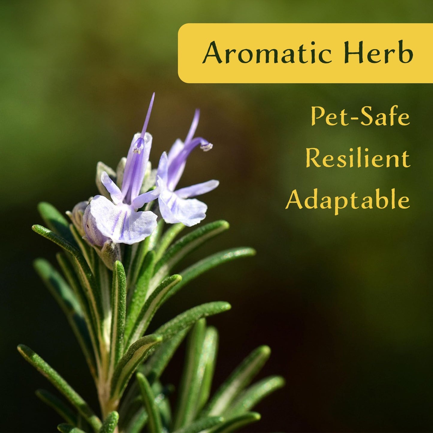 2 Ken Taylor Rosemary in 3.5" Nursery Cubes | Rosmarinus officinalis ‘Ken Taylor’ | Fragrant Evergreen Herb for Cooking, Gardens & Containers | Ready-to-Plant Live Plants