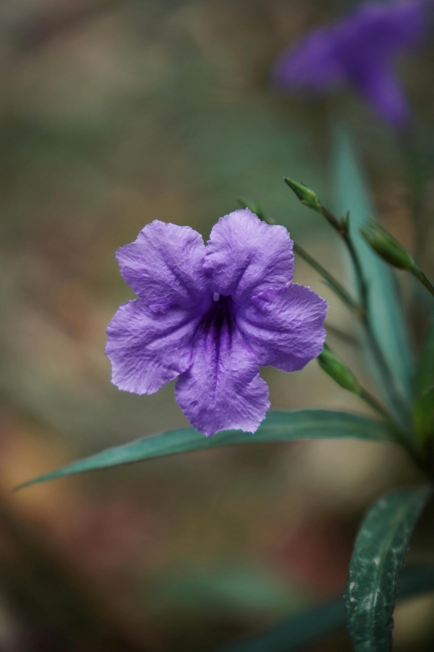 Purple Mexican Petunia Plants – Mexican Bluebell Pack of 3 Live Starter Plants (6-8 Inches Tall) – Ruellia brittoniana, Purple Showers, Fast-Growing