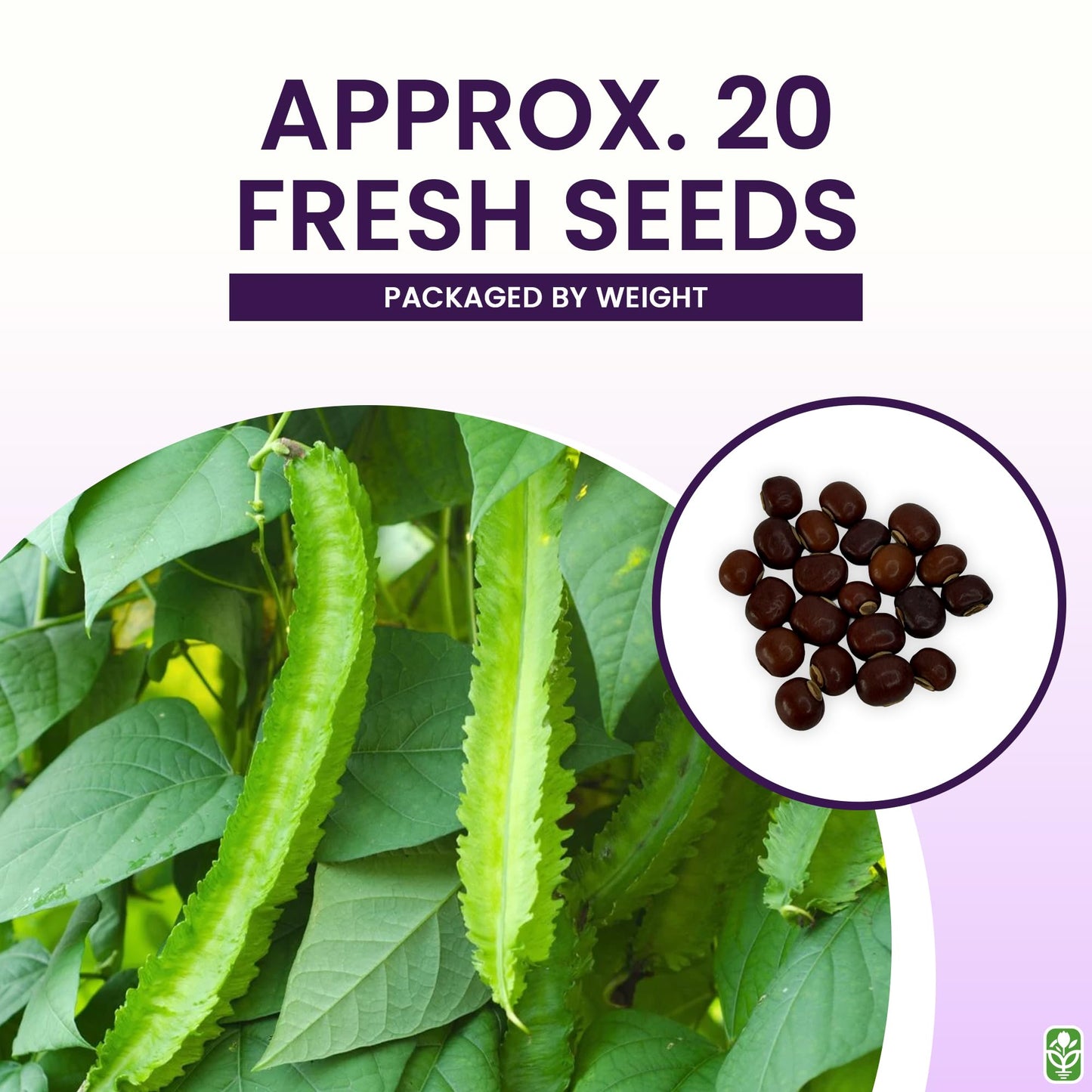 Winged Bean Seeds - Almost All Parts of the Plant are Edible. Once Considered the Food that Could Feed the Planet