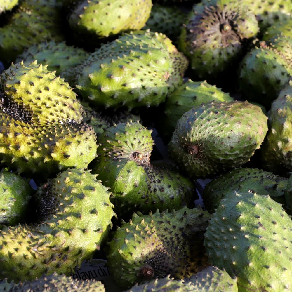 Soursop Live Plant, Tropical Soursop Fruit Tree 5-8'' Tall, Annona Muricata Tree for Growing Outdoor