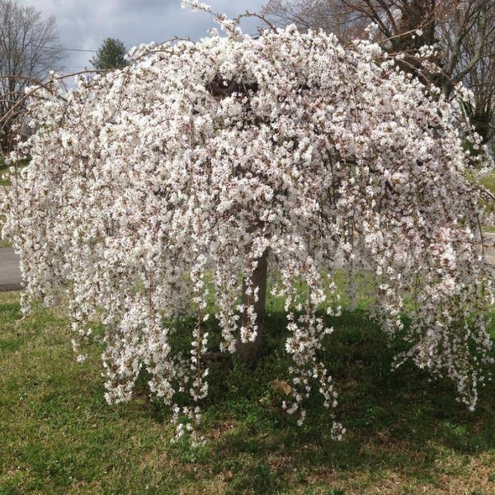 Cherry Blossom Tree Live Plant, 8-12" Tall, Ornamental Flowers for Outdoor Planting, in Pot (Weeping Cherry)
