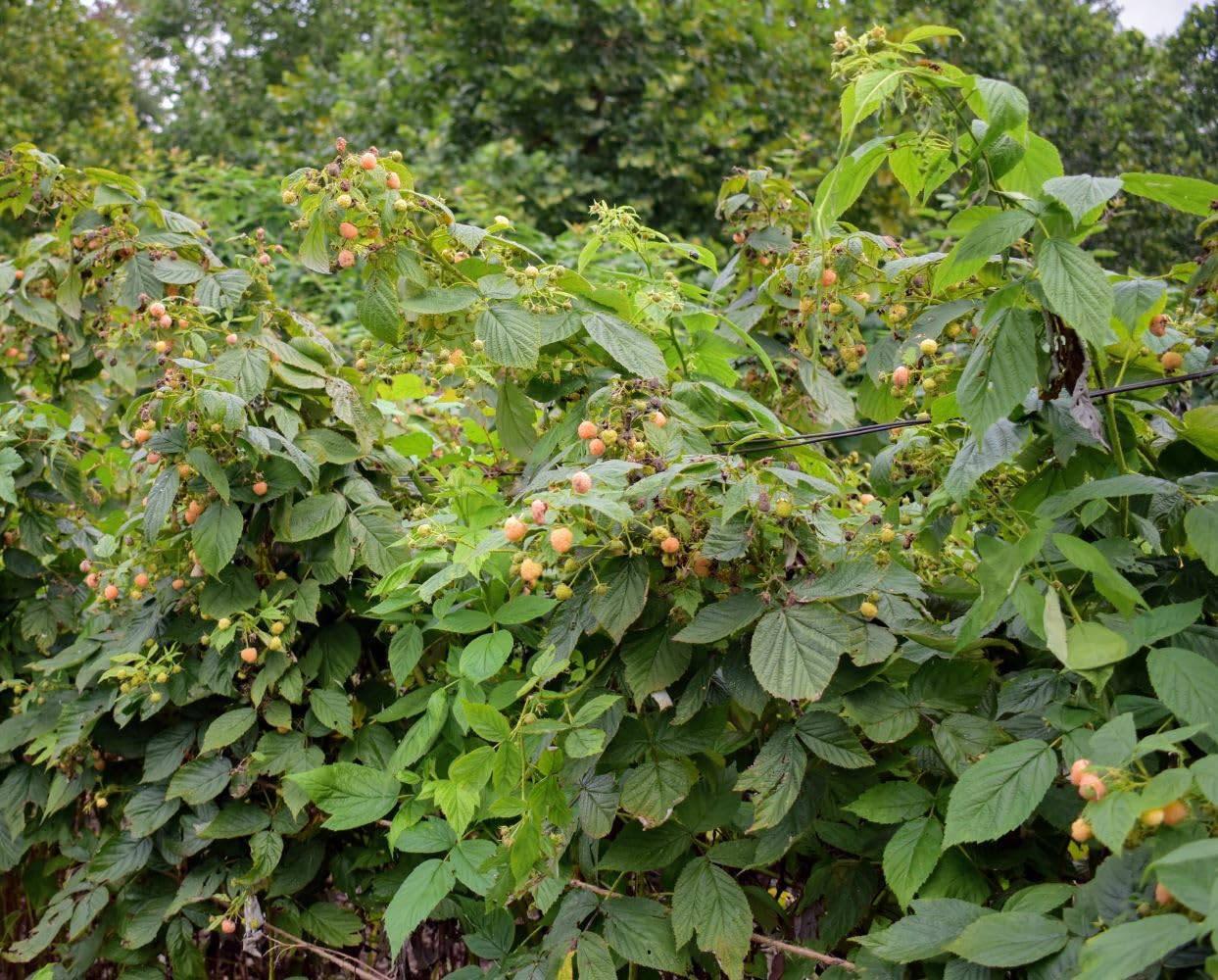 (1) - Fall Gold Everbearing Raspberry - Starter Plant (L4) (1 Live Plant)