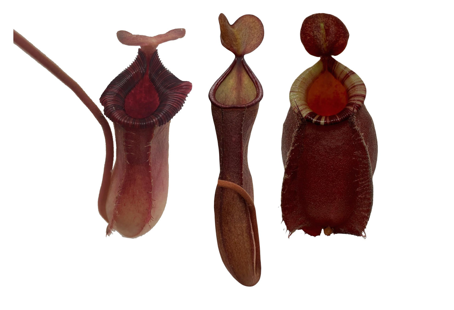Set of 3 Nepenthes Carnivorous Pitcher Plants in 2” Pot (Briggsiana, Rebecca Soper, and Ventricosa X Ampullaria 'Black Miracle')
