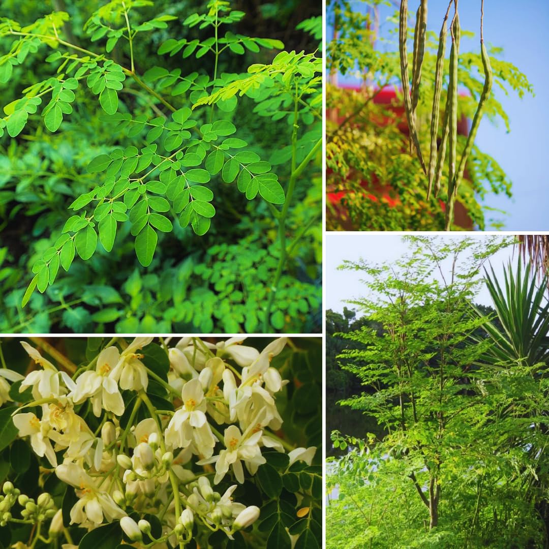 2 Moringa Trees Live Plants, Moringa Oleifera Drumstick Plant Live, 4 Inc Pot, Herb Garden Planting