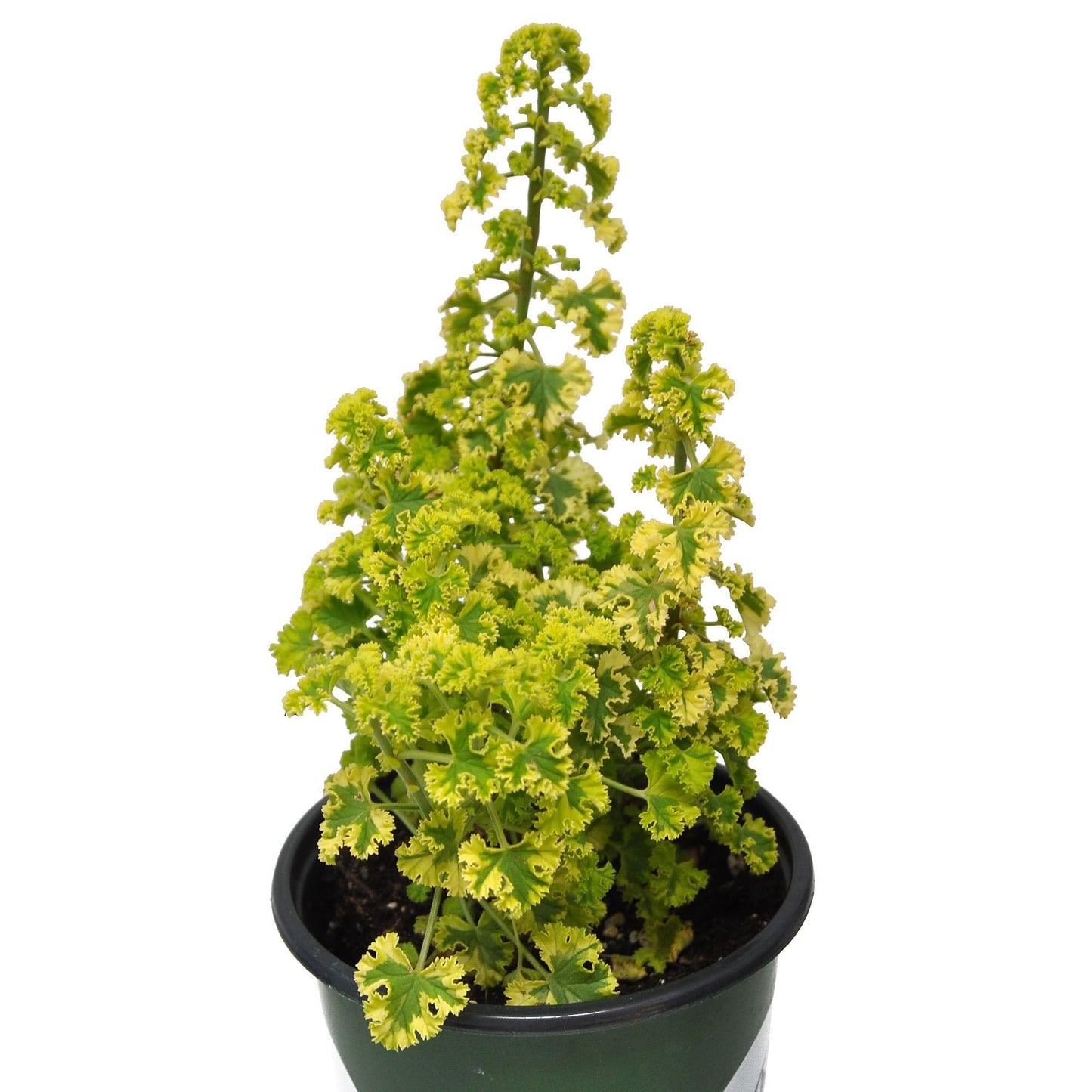 Pelargonium crispum ‘Cy’s Sunburst’, Scented Geranium Variegated, Lemon Scented Geranium, Tender Perennial or houseplant, Lemon Scented Leaves, Container Size: 3" (2.6x3.5)
