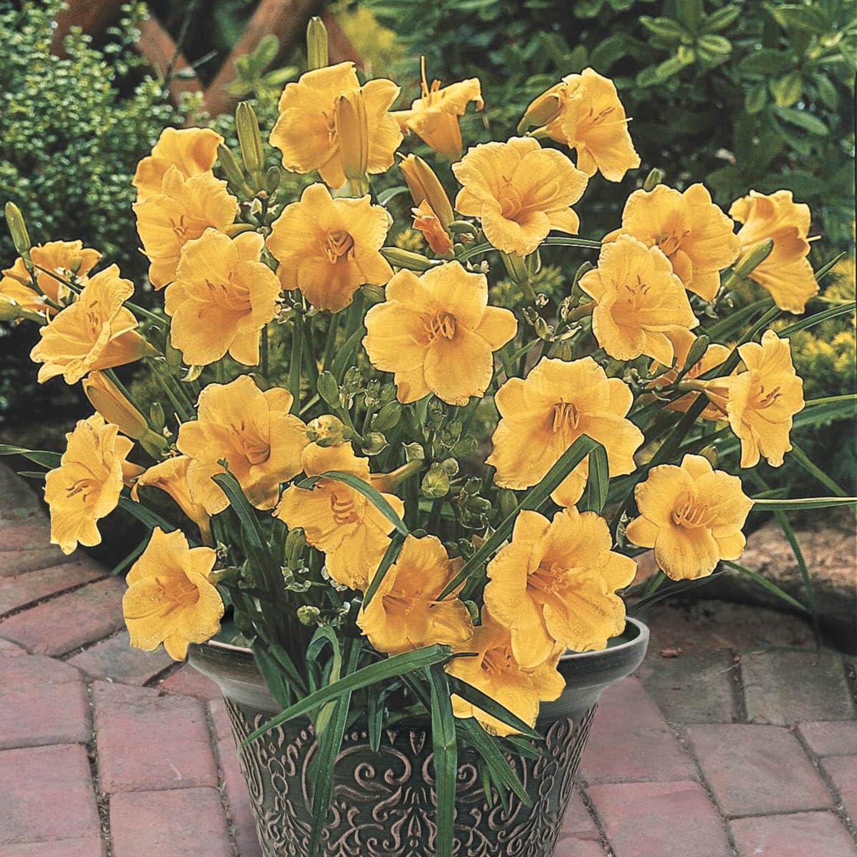 Direct Gardening Stella De Oro Reblooming Daylily Dormant Bare Root Yellow Flowering Starter Plant