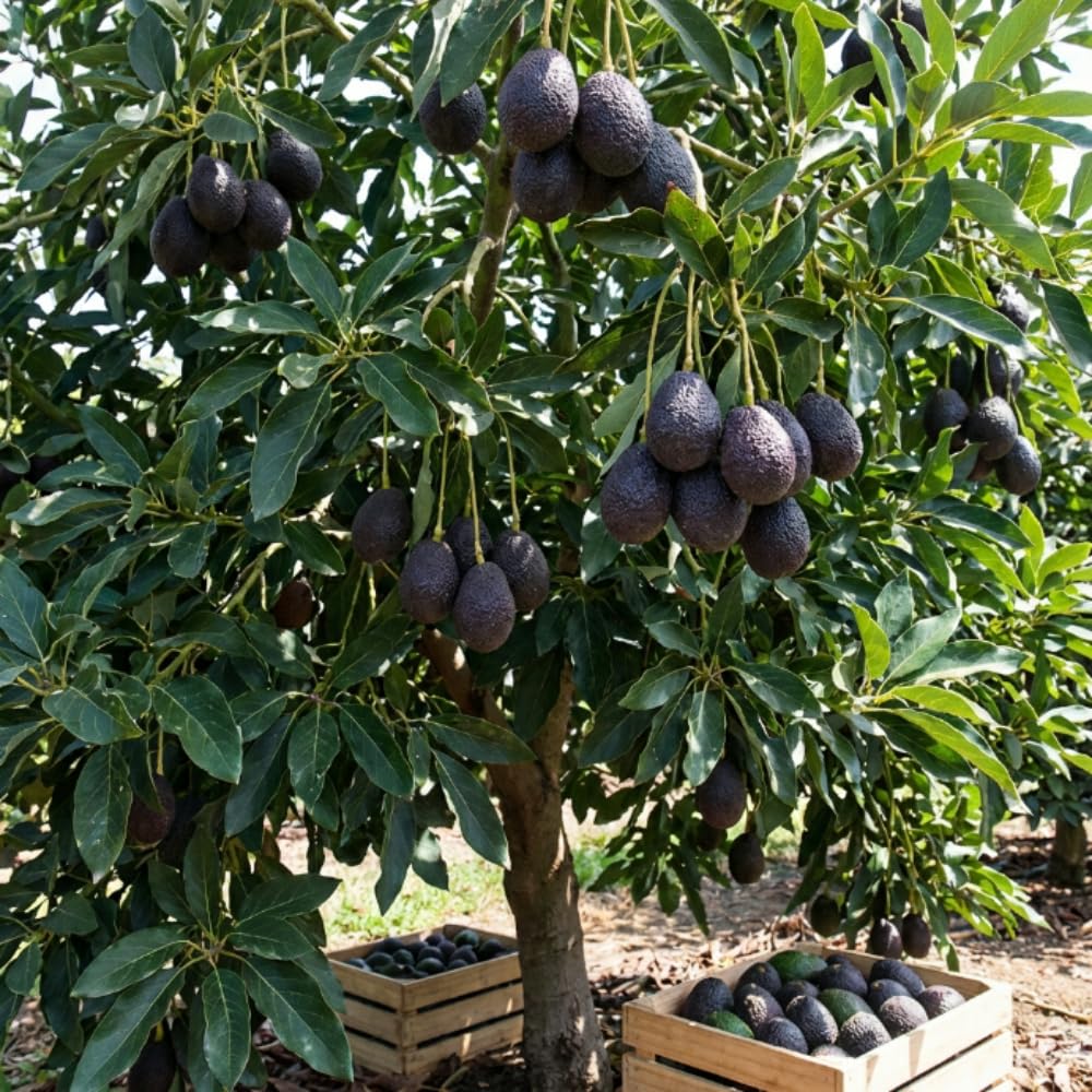 Super HASS Avocado Plant Live, Avocado Fruit Tree in 3 Gallon Pot, Cold Hardy Avocado Plant for Container or Garden, 1-2 Feet Tall, No Ship to CA