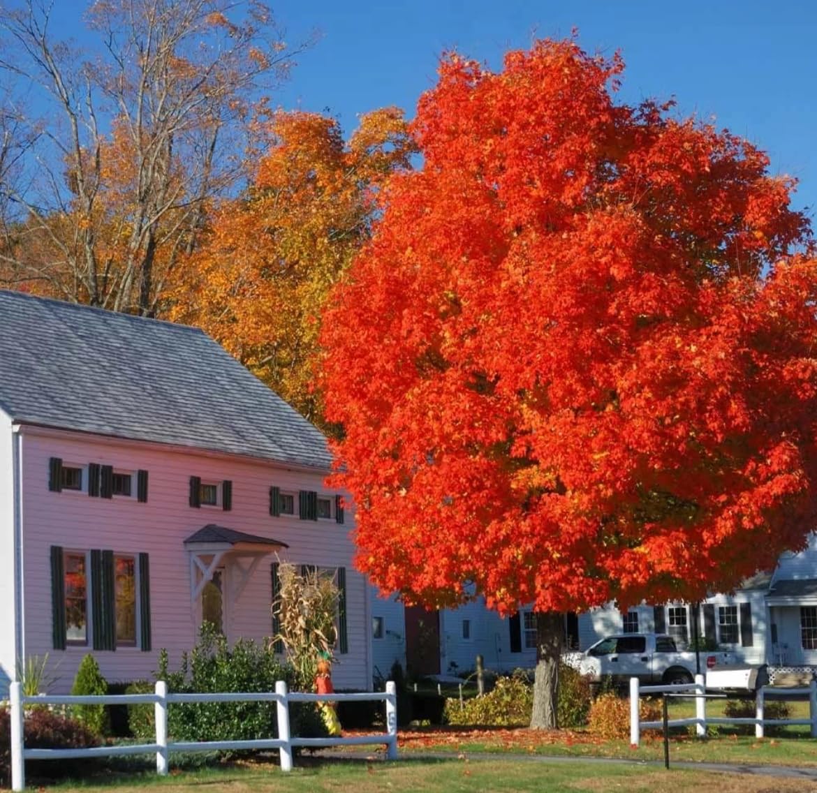 Autumn Blaze Maple Tree - 10-16" Tall Seedling - Quart Pot - Live Plant - Acer x freemanii 'Jeffersred'