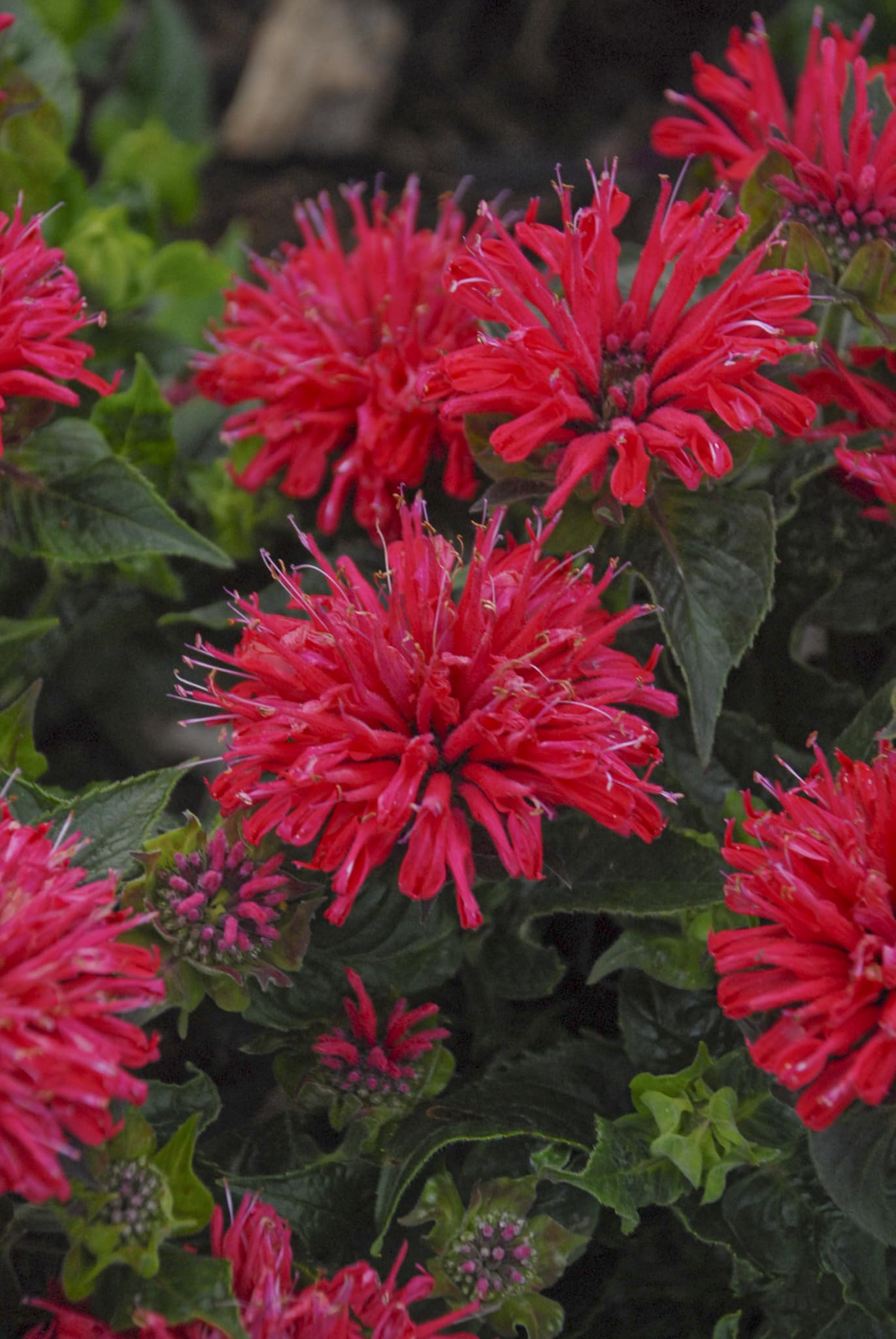 Live Plant from Green Promise Farms - Proven Winners, Monarda 'Pardon My Cerise' Bee Balm, Bright Pink Flowers - #1 Gallon Size Container - Does NOT Ship to AZ, CA, HI, ID, MT, NV, OR, PR, UT & WA!!