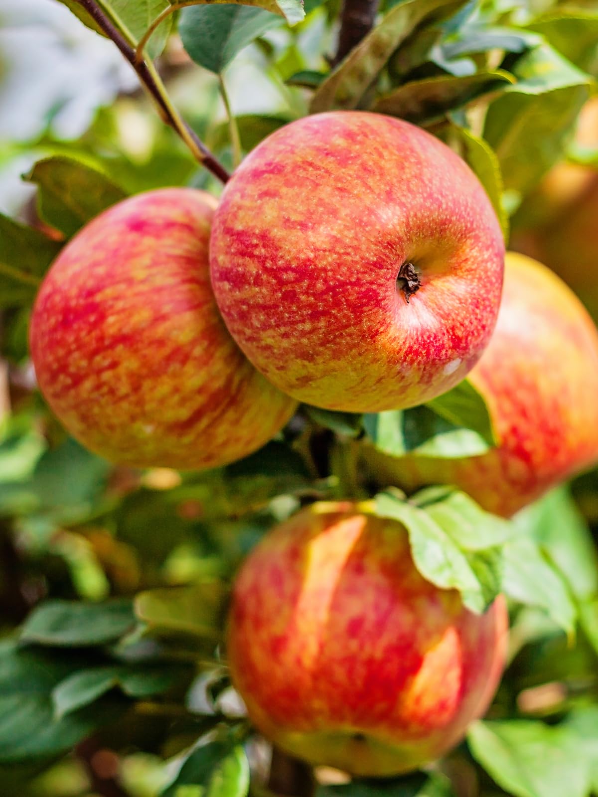 Honey Crisp Live Apple Tree, Red-Yellow Color, Sweet Tart Flavor, 1 gal Nursery Pot 2-3 ft. Tree Height (Due to Agricultural Laws, we Cannot Ship to CA, AZ, AK, or HI)