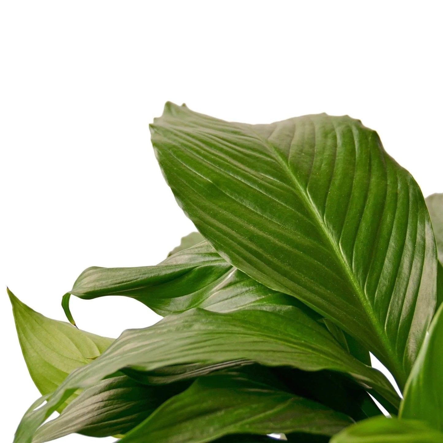Spathiphyllum 'Peace Lily' | Live Plant for Indoor & Outdoor | for Living Room, Office, Bathroom | (3" Pot)