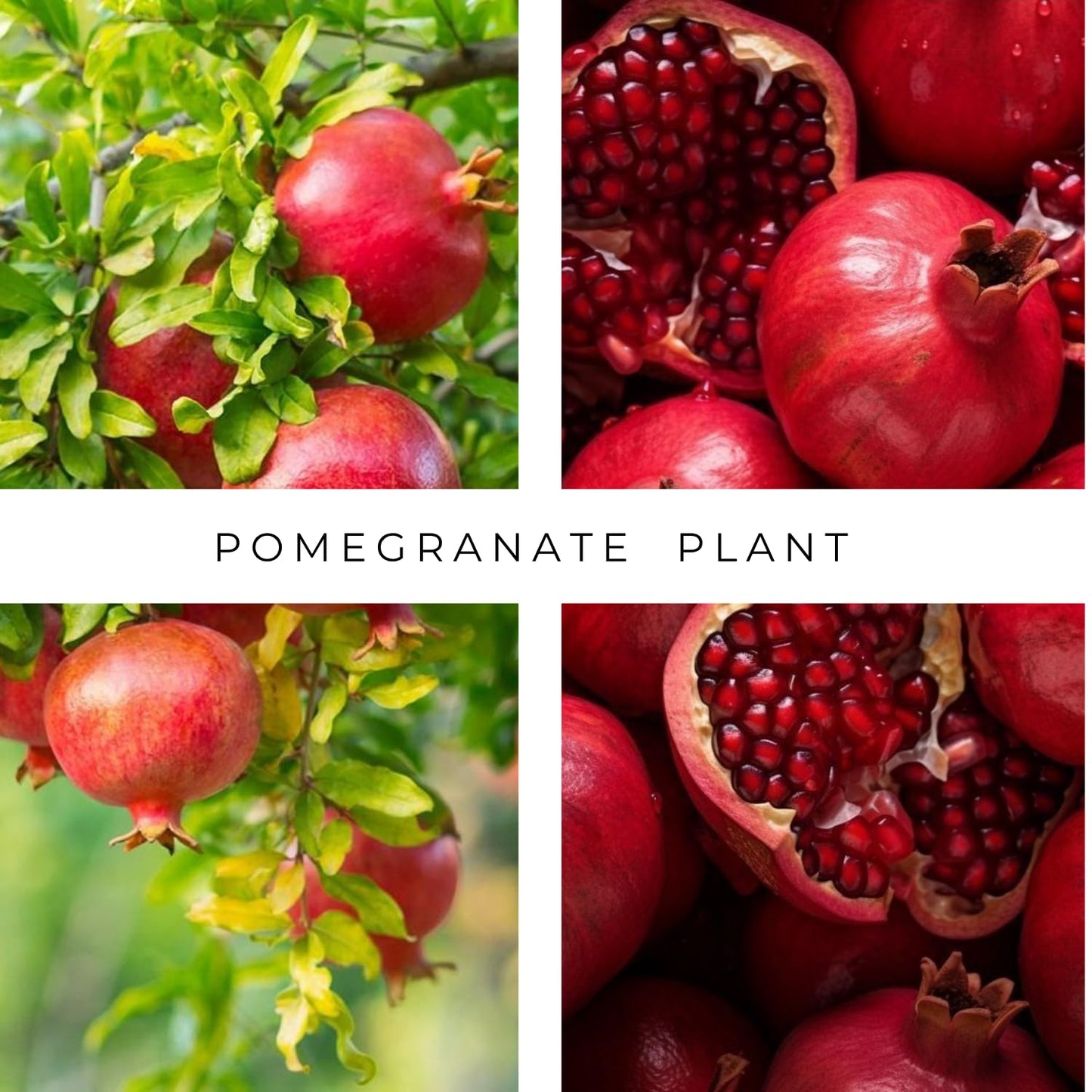 Pomegranate Plant in Half Gallon Pot, 1 Year Old Sweet Pomegranate Plant Live, Hardy, Fruit-Bearing Tree for Garden or Patio