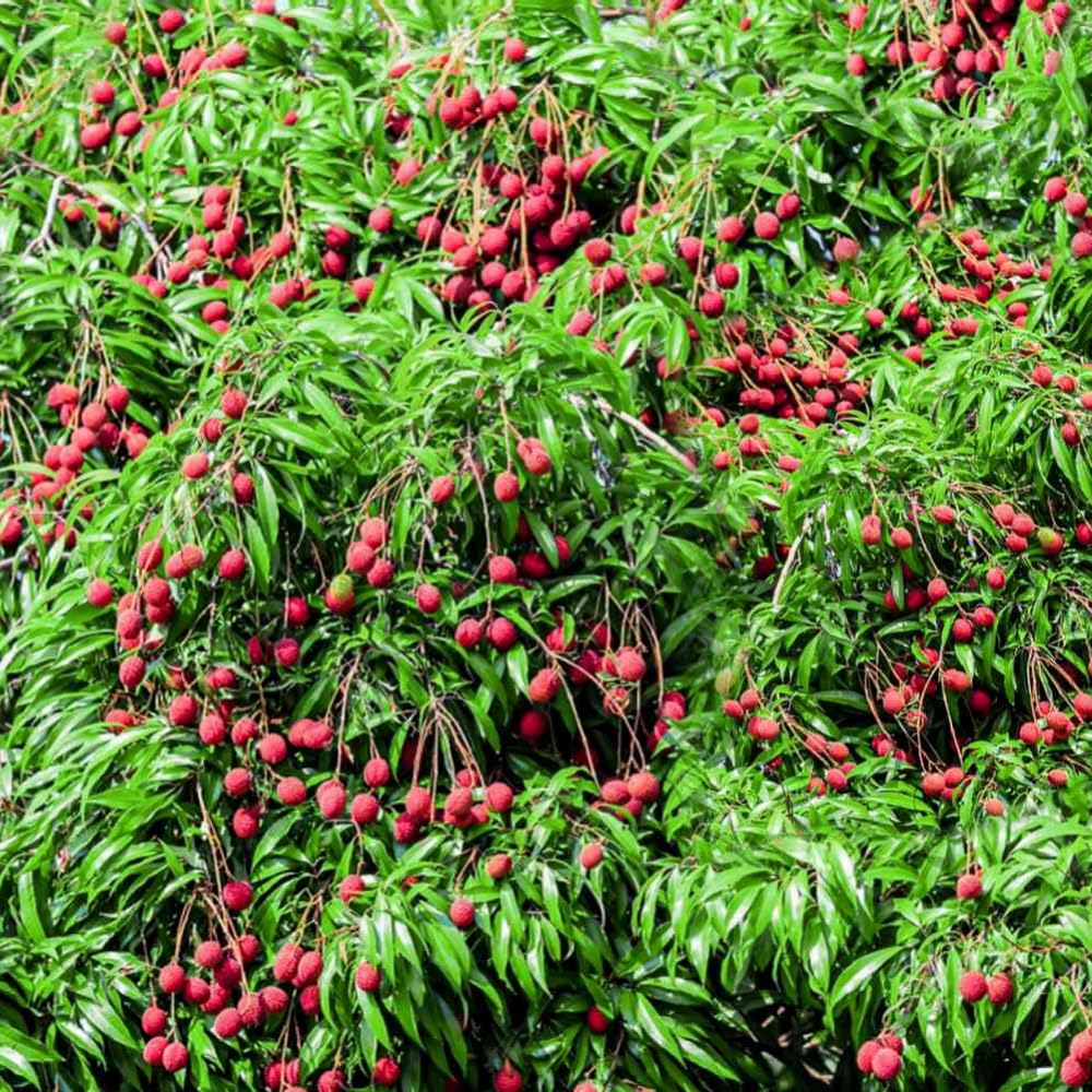 Lychee Tree Live Plant, 3 Gallon Pot, Grafted Lychee Tree, 3-4 Ft Tall Tropical Sweet Litchi Fruits Plant, No Ship to CA