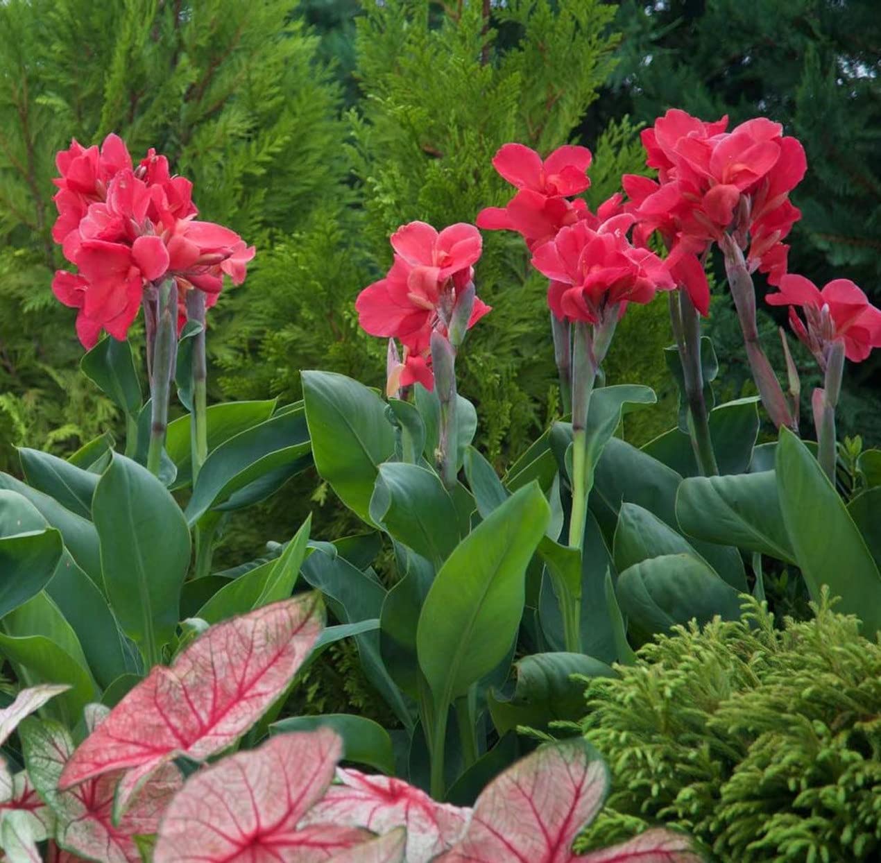 Votaniki Dwarf Variety Magic Pink Canna Bulbs - Large Blooms, Attract Pollinators, Perennial Canna Bulbs for Planting - Low-Maintenance Magic Pink Canna for Easy Gardening (1 Pack)
