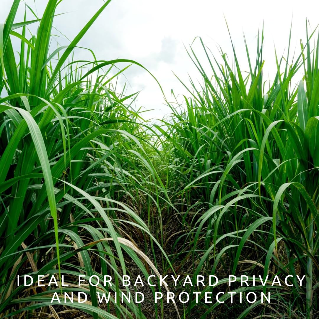1,000 Privacy Grass Seeds for Planting - Skyscraper/Elephant Grass - Fast Growing Tall Ornamental Greens Up to 10 Feet - Dense Natural Privacy Screen - Easy to Grow (Approx 1,000 Seeds)