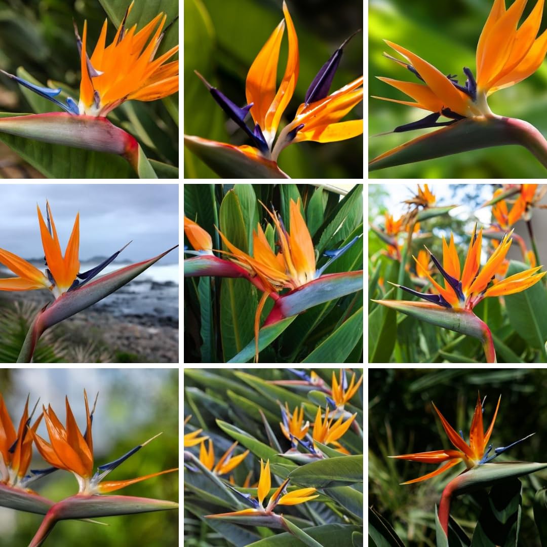 1 Assorted Bird of Paradise Live Plant, Vibrant Tropical Houseplant Flowers Strelitzia Reginae Size 5 to 9 Inc Tall, No Pot, Well-Rooted, Hardy