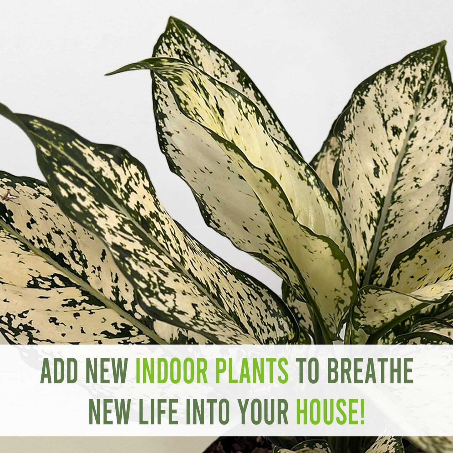 LEAL PLANTS ECUADOR Aglaonema Osaka|Chinese Evergreen | Low Maintenance Indoor Plant | Air-Purifying Evergreen Décor | Live Houseplant for Home & Office | Tropical Plants