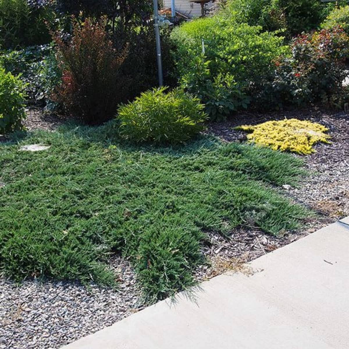 Juniper Bar Harbor - 1 Live Gallon Size Plant - Juniperus Horizontalis - Drought Tolerant Cold Hardy Evergreen Groundcover