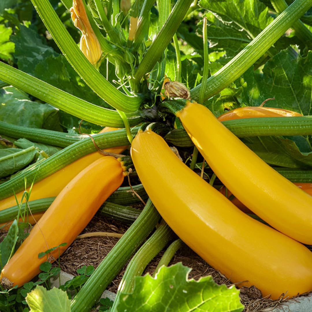 2 Yellow Zucchini Plants Seedlings, 4 to 6 Inches Tall, Squash Live Plant Vegetable Plants for Growing Outside