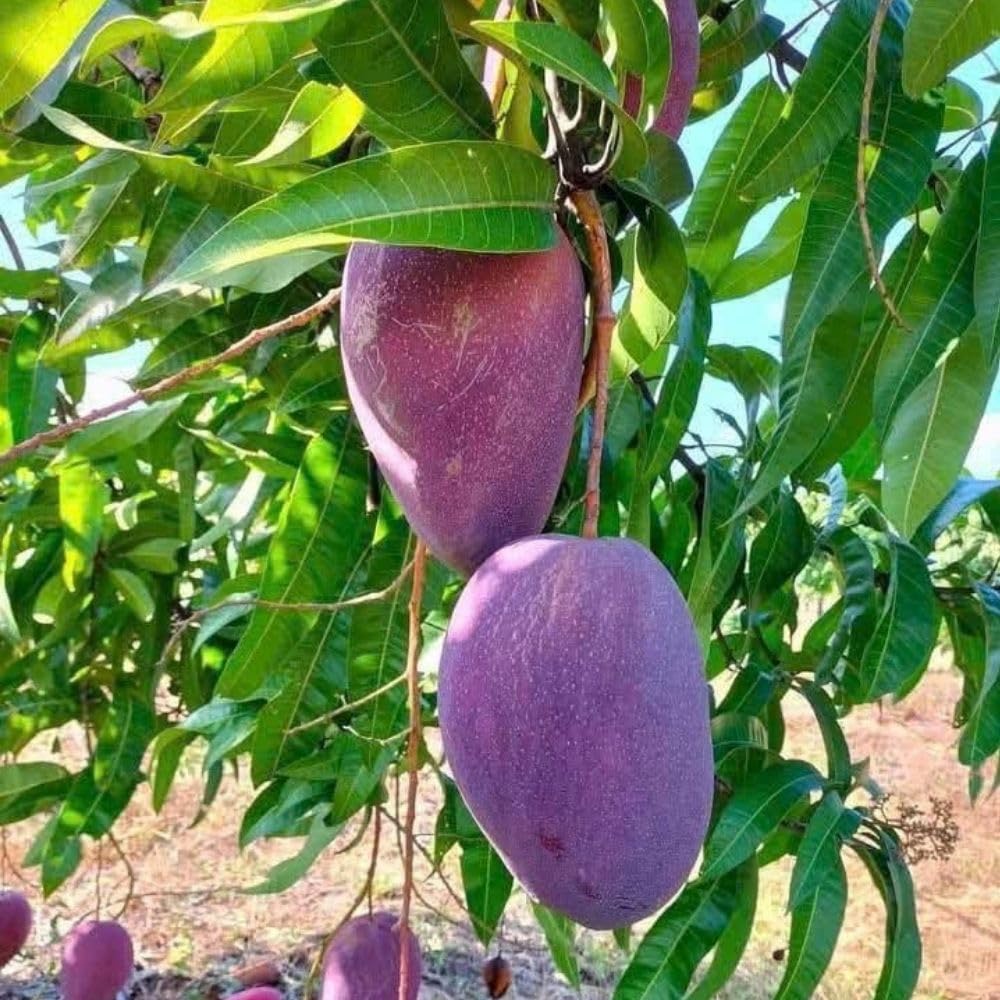 Tommy Atkins Mango Tree 2-3 Gal Pot, Grafted Mango Plant for Backyard Garden Patio, Live Tropical Fruit Tree