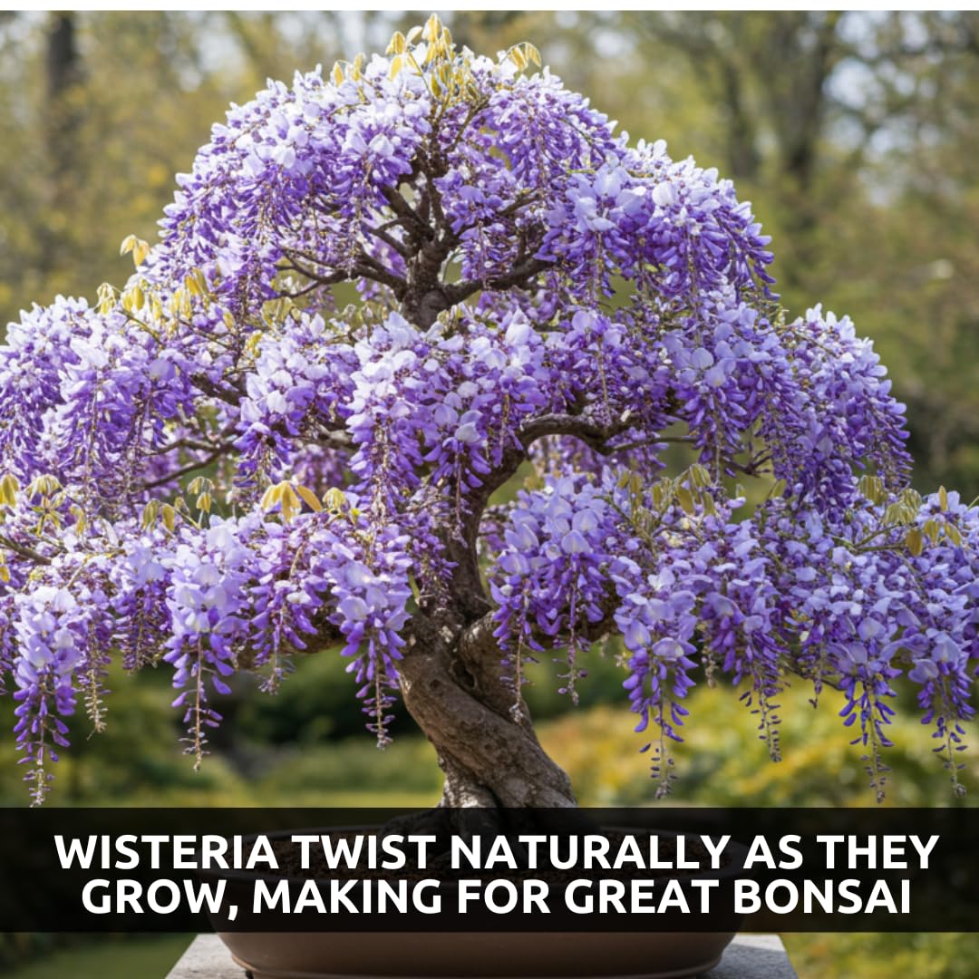 Weeping Wisteria Bonsai Tree Seeds for Planting – 10 Seeds | Cascading Purple Blooms | Outdoor Flowering Bonsai | Fast-Growing Vine Tree for Pots, Patios & Gardens