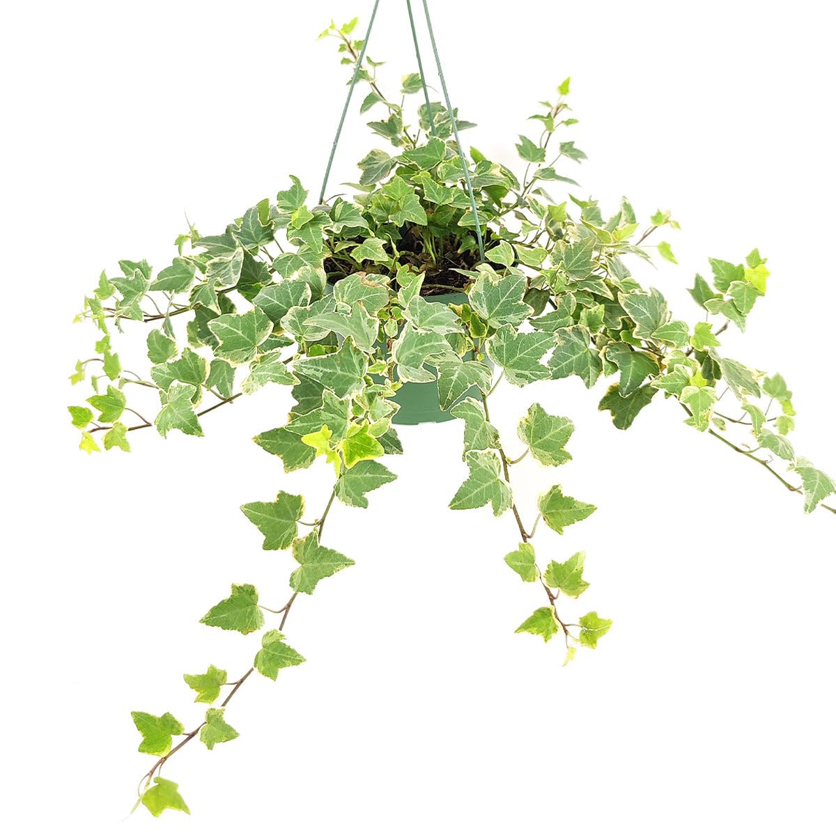 Glacier English Ivy (6 inch) - Air-Purifying Houseplants - 4/6 inch Unique Live Decorative Houseplants - Low-Maintenance Indoor Plants, House Warming Gift, Natural Air Purifier