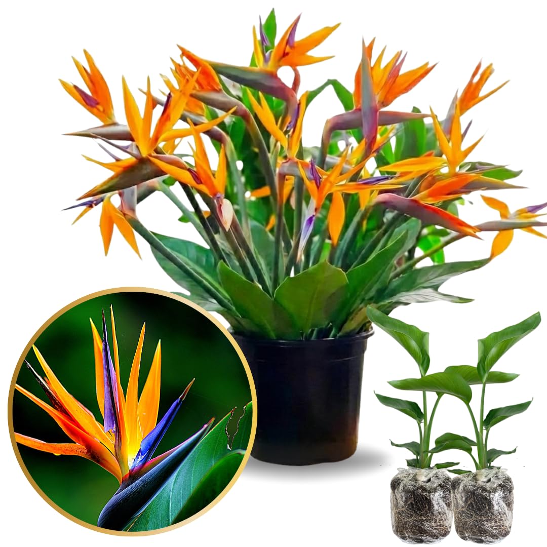2 Orange Bird of Paradise Plants Live, Cold Hardy, 4-7" in Tall, Fast Growing, Strelitzia Reginae Flower for Spring Landscaping Ornamental Indoor Outdoor
