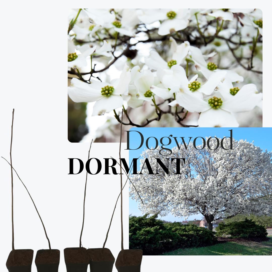 Kousa Dogwood Trees Live Plants 6 Inc -1 Feet Dormant, Live White Kousa Flowering Dogwood Trees Shrubs for Planting Outdoors