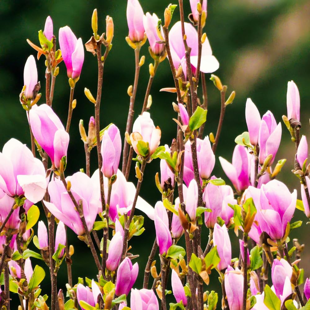 Magnolia Tree Live, Cold Hardy Jane Magnolia Live Plant, Vibrant Pink Flowering Tree for Outdoor Landscaping, 3 Gallon Pot, 2 to 3 Feet Tall, No Ship to CA
