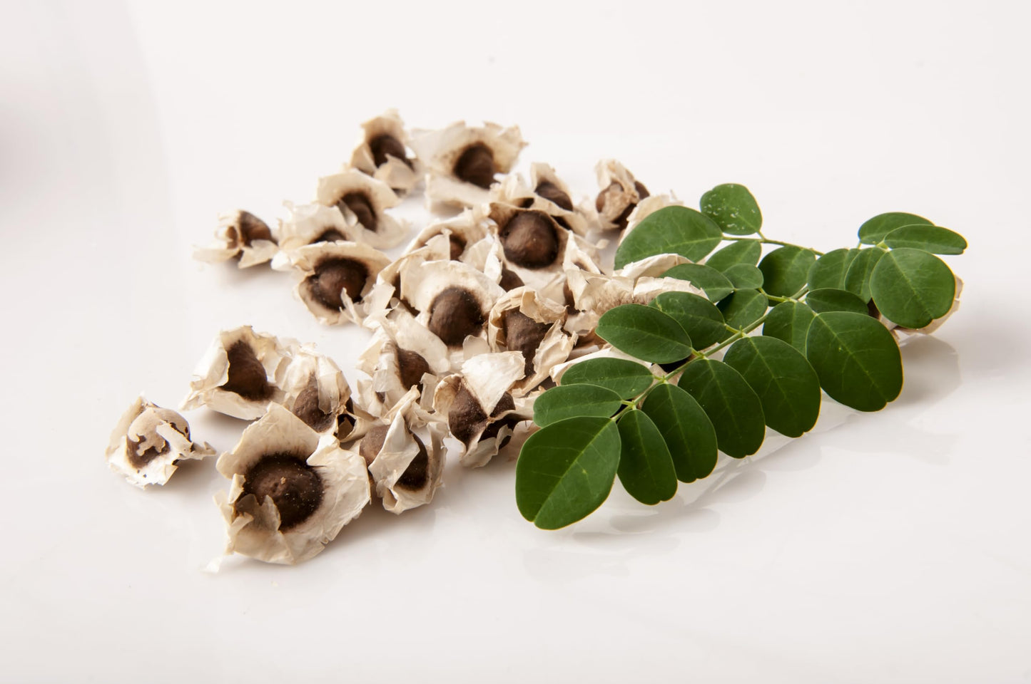 Moringa Tree Live 1 Moringa Plant with Free Moringa Seeds. Drumstick Tree - Miracle Tree - Malunggay - Easy to Grow - Herb - Vegetable - Nutrient-Dense
