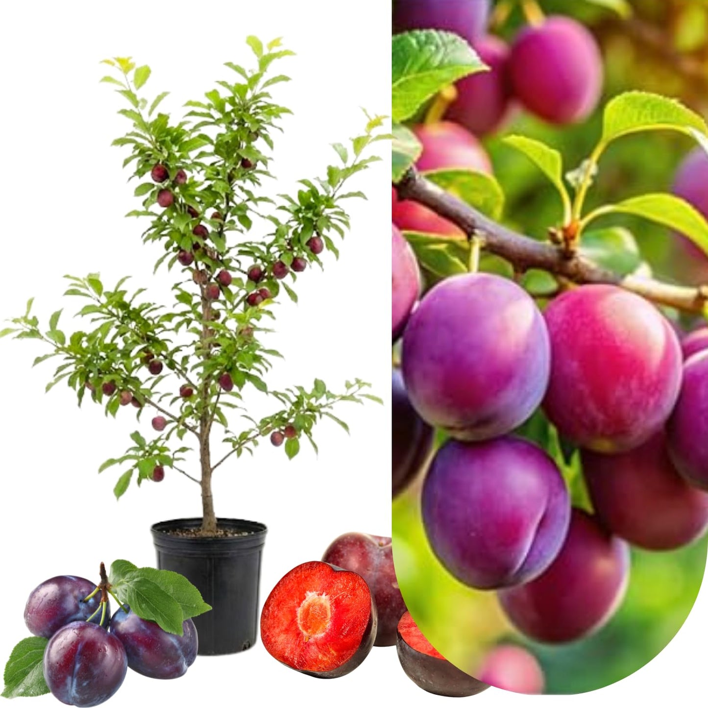 Methley Plum Tree Live Plant for Planting 2 to 3 Feet Tall, 3 Gallon Pot, Grafted Plum Plant Live, Sweet Plum Fruit Tree for Outdoor, No Ship to CA