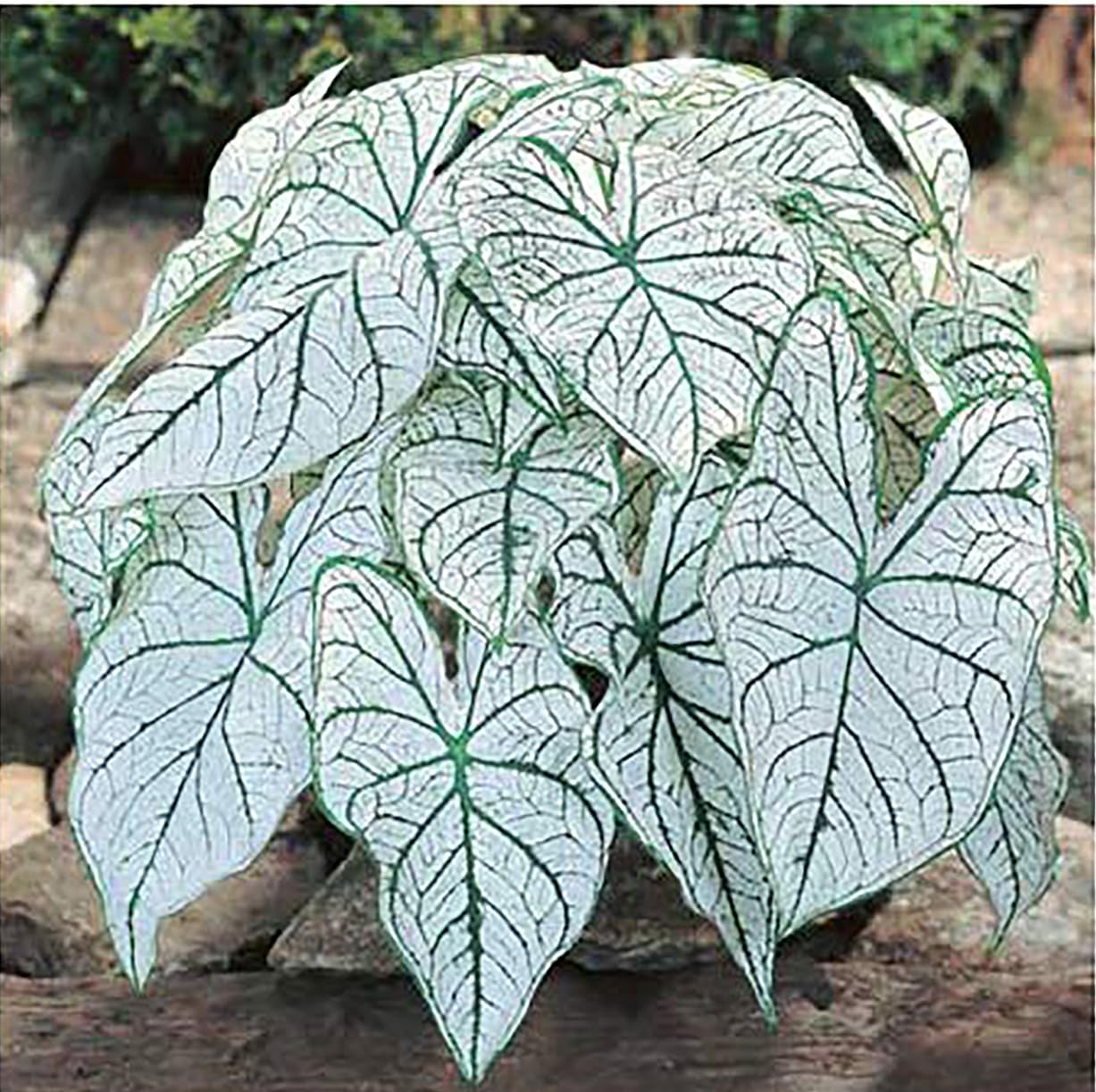 Dwarf Candidum Jr. Caladium Bulbs - White Caladium - Top Size Roots - Hardy in Zones 9-11 - Compact Caladium for Gardens and Pots - Elegant White Foliage