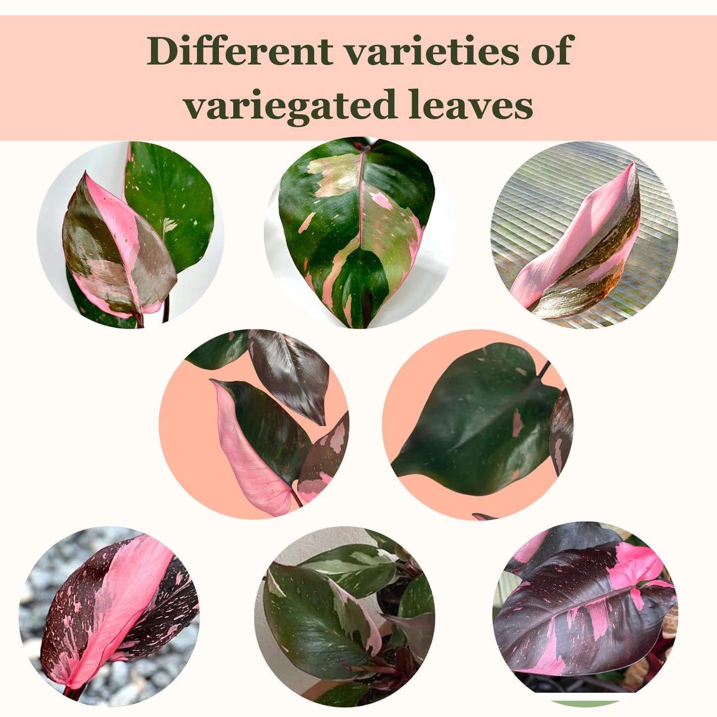 2 Inches Philodendron Pink Princess Live Plant with 4" Pot - Philodendron Plant Live Easy to Grow and Air Purifying - Indoor Houseplants for Home Office Wedding Decor & Gift Idea(Heat Pack Included)