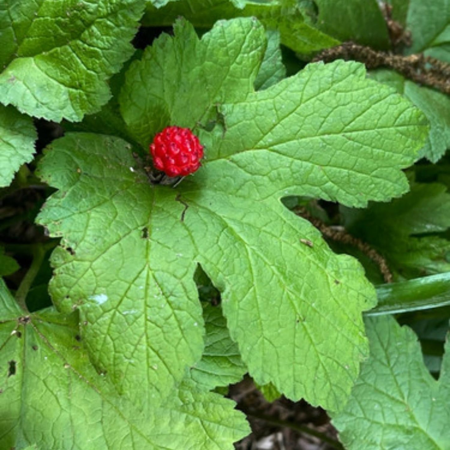 Pack 10 Goldenseal Roots, Golden Seal Live Plants for Outdoor Growing
