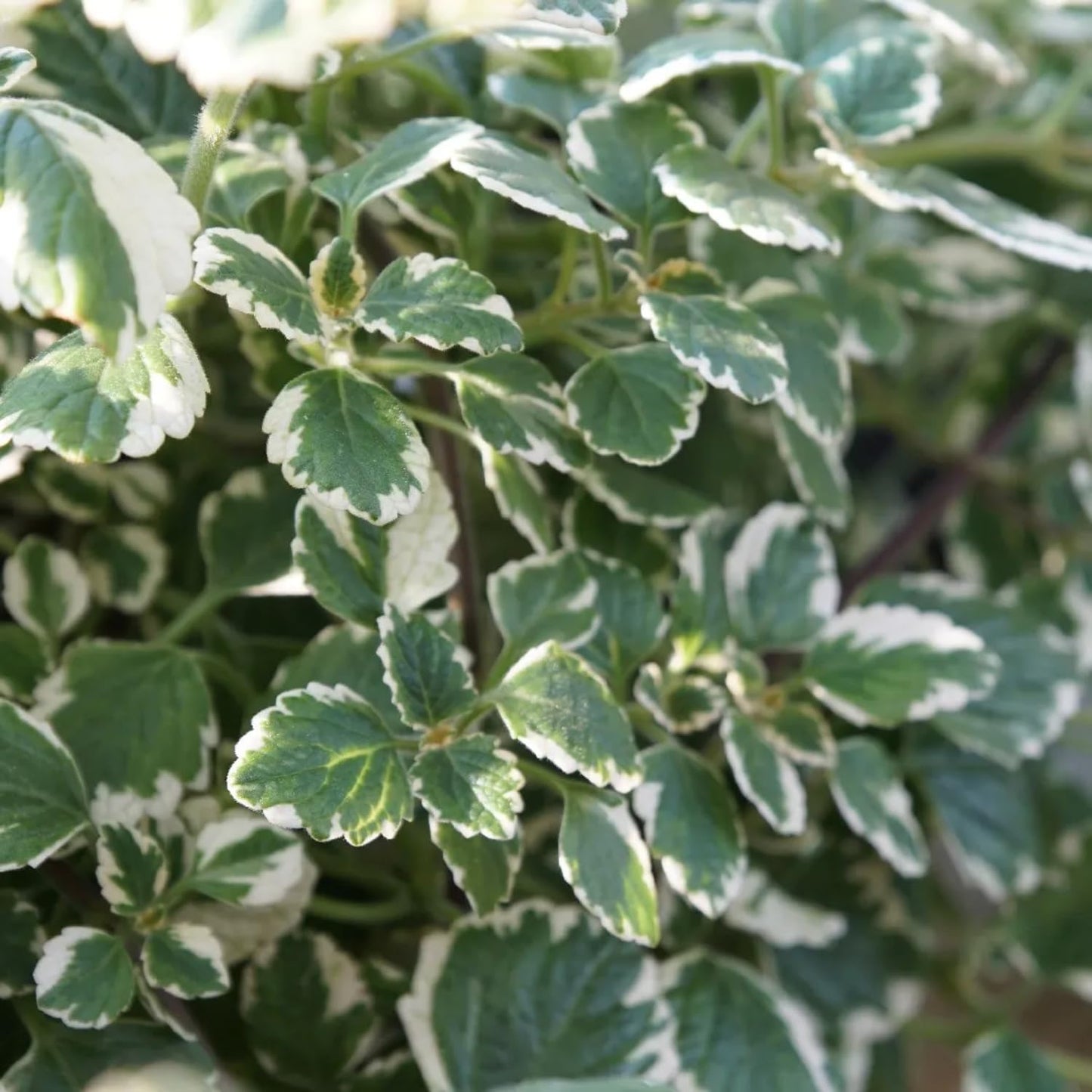 1 Variegated Swedish Ivy Plant Live for Planting - Swedish Ivy Mint Seedlings 4-9 Inch Height, in 3" Pot