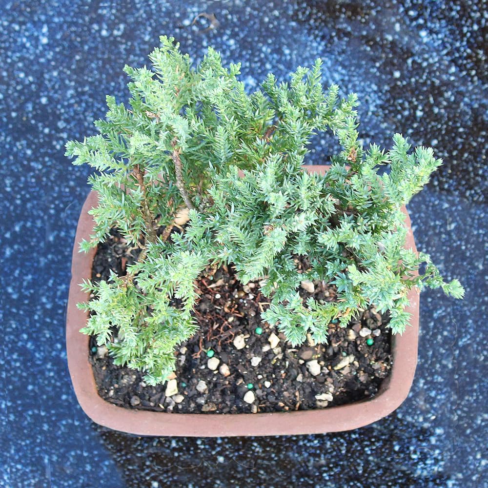 Brussel's Bonsai - Live Green Mound Juniper Bonsai Tree, Outdoor Bonsai Tree Live Plant in Decorative Container, 3 Years Old, 4-6 Inches Tall, Easy Care Bonsai (Small)