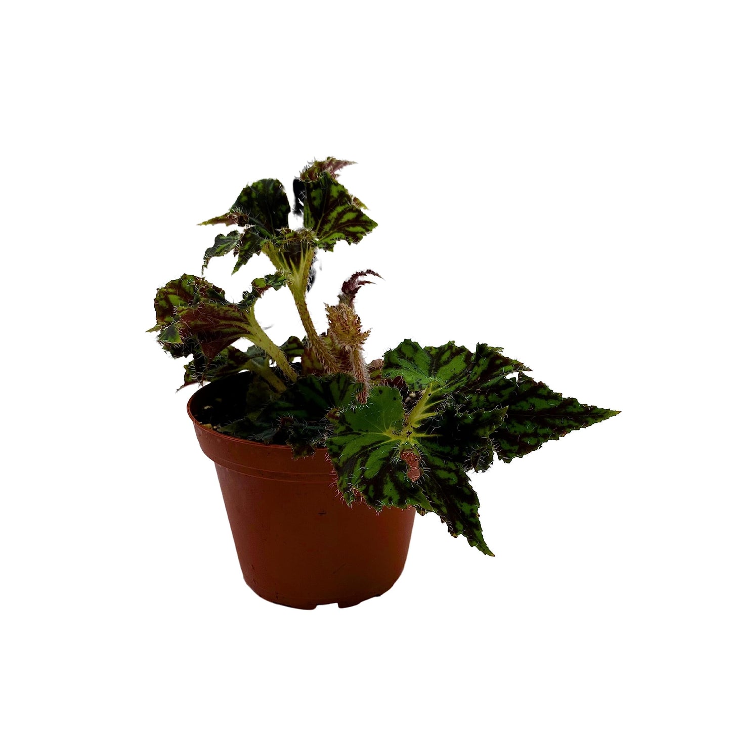 BubbleBlooms Harmony's Unique Begonia Rhizo in 4 inch Pot Rare