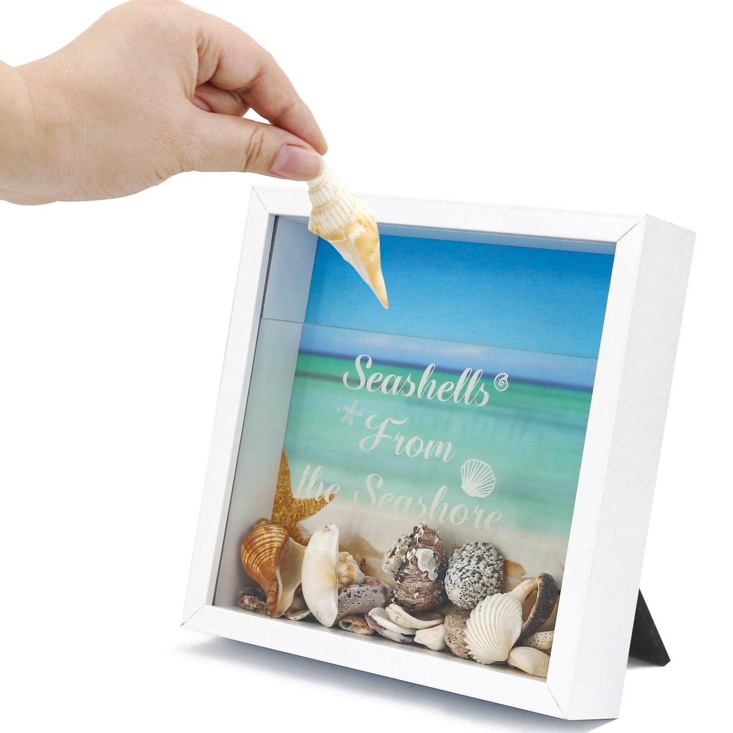 FramePro 8"x8" Seashell Holder Display case-Seashells Agates Shark Teeth Starfish Trinke, Seashell Collection Box Decorative Shadow Box with Real Glass ,Wall Mount or Tabletop (White)