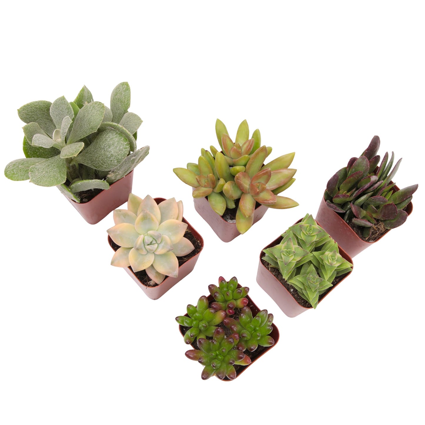 Live Succulents Plant Pack (6-Pack), Real Succulent Plants & Mini Plants for Beginners, Live House Plants, Mini Succulents, Outdoor & Indoor Plants, Live Plants in 2" Grower Pots by Plants for Pets