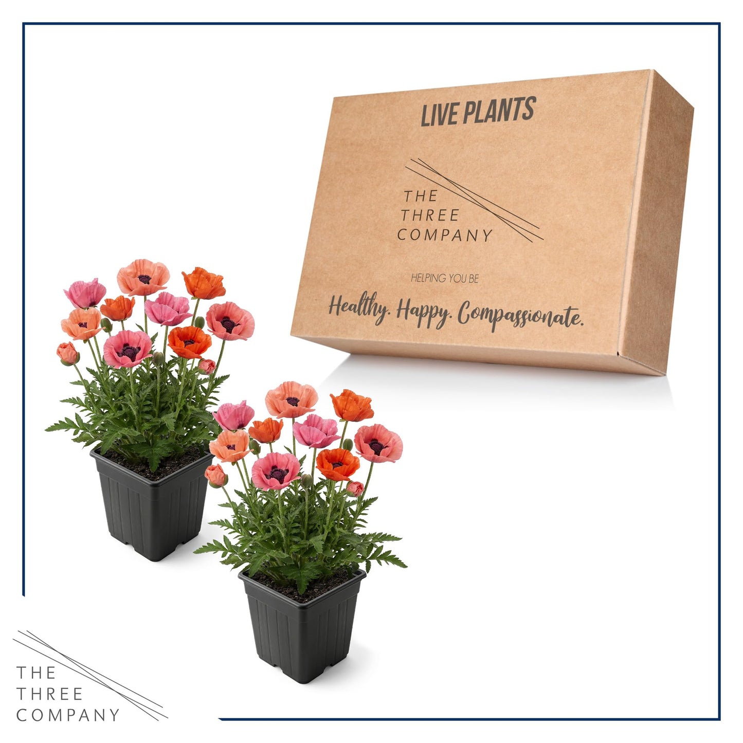 Live Papaver Oriental Poppy 2-Pack – Fruit Punch – Large Spring Blooms, Sun Perennial, 10” Tall, 1 Qt Pot