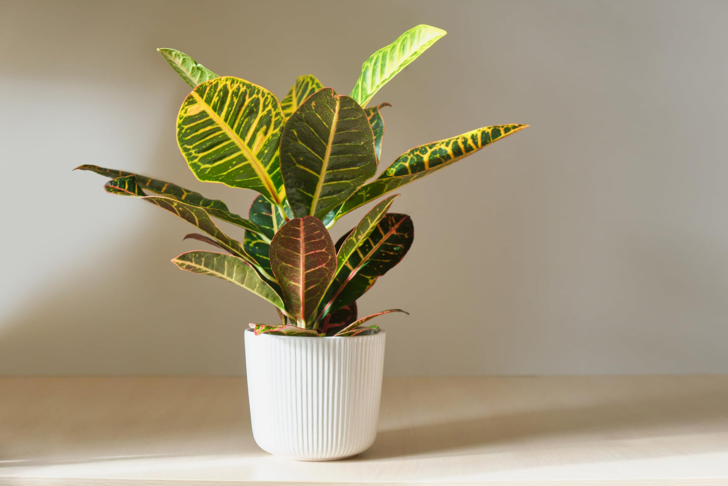 American Plant Exchange Live Petra Croton Plant, Plant Pot for Home and Garden Decor, 10" Pot
