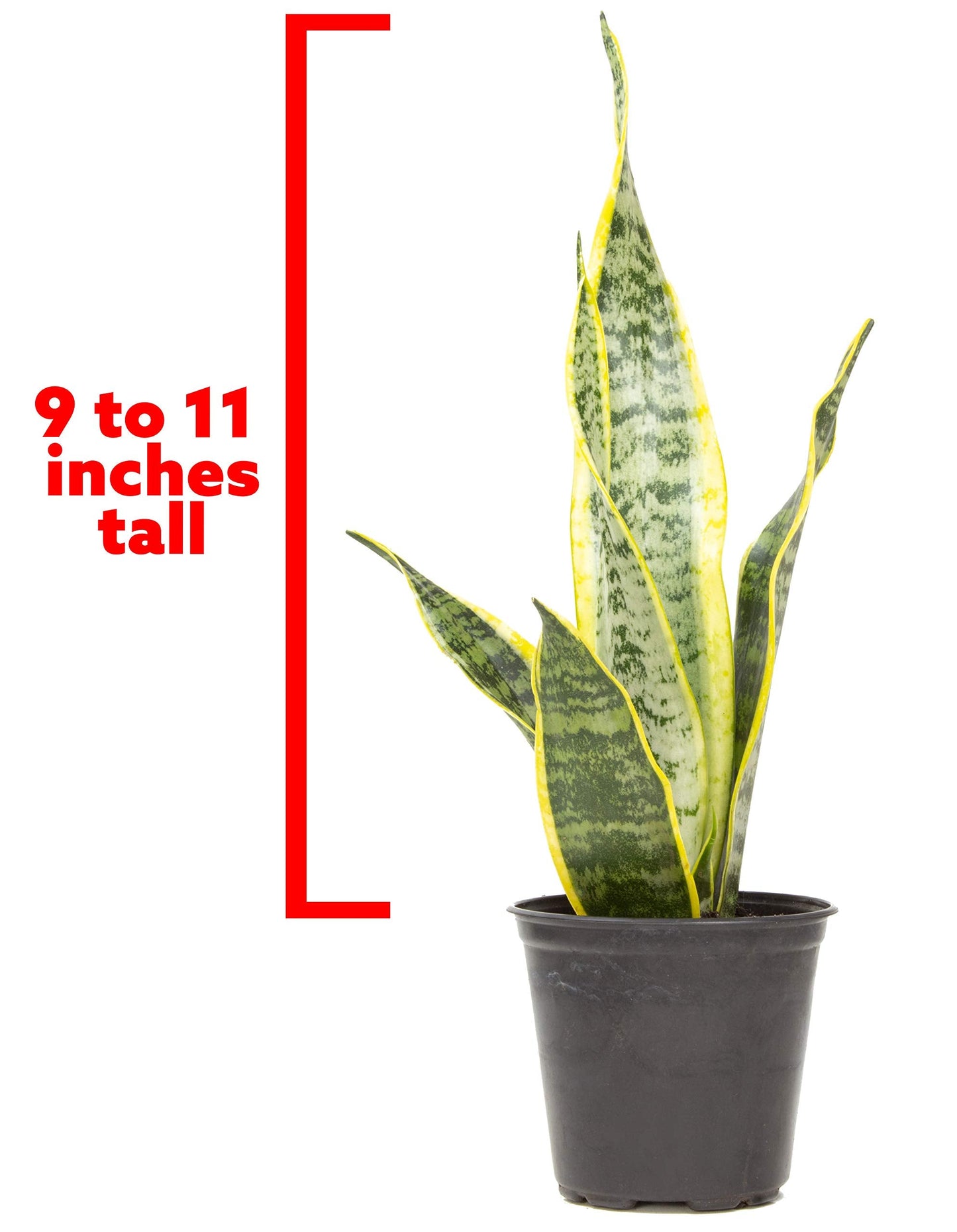Live Snake Plant + Easy to Grow Houseplants (6-Pack)