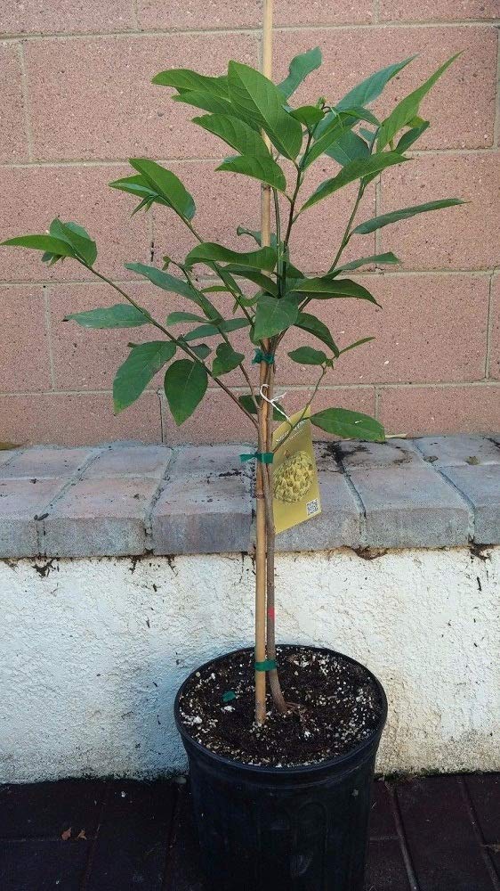 1 Sugar Apple Annona Squamosa Tropical Fruit Tree Live Plant